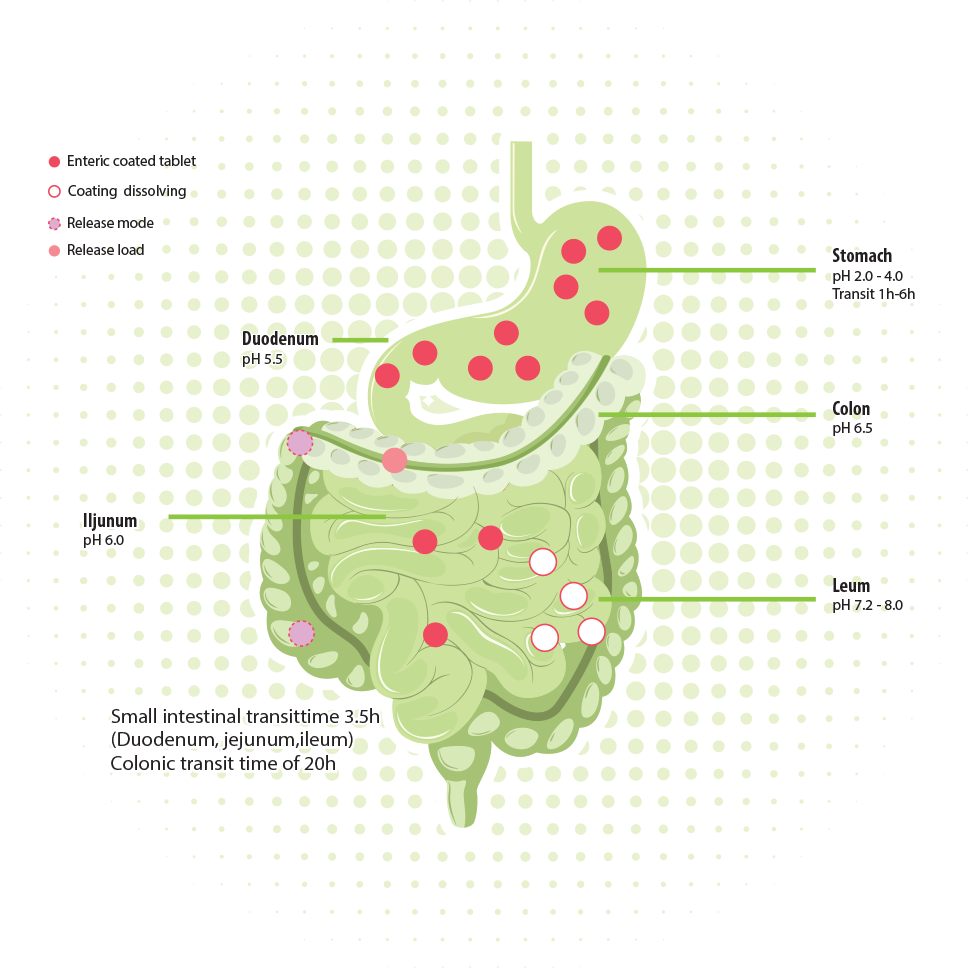 A graphic with various possible locations marked in the human GI tract where medicine could be absorbed